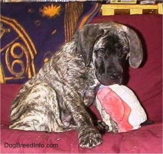 Close Up - The front right side of a brindle American Mastiff puppy that is sitting on a couch and it is biting a Penguin plush toy in front of it.